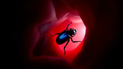 Sen o broukovi v uchu