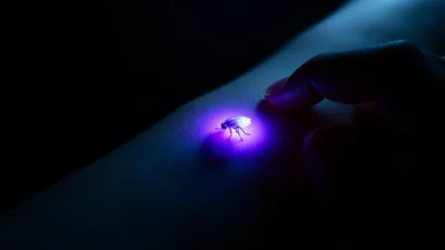 Sen o kousnutí blechy