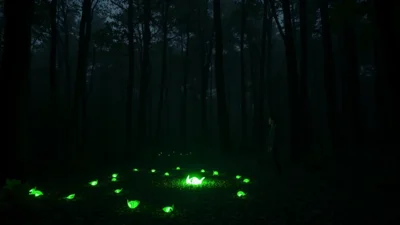 Sen o zvířecích výkalech